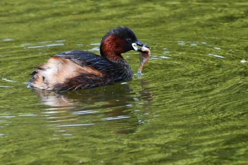 Grèbe castagneux