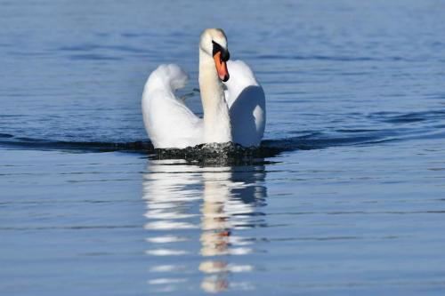 Cygne tuberculé