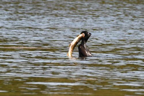 Grand cormoran et brochet