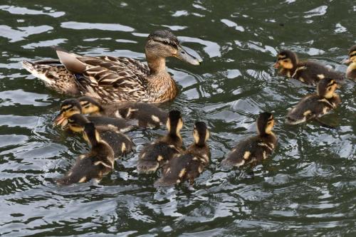 Canard colvert