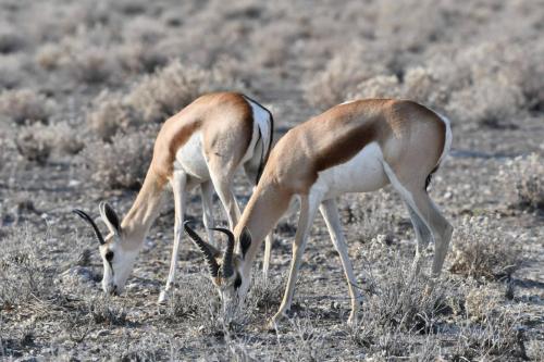 Springboks du Kalahari