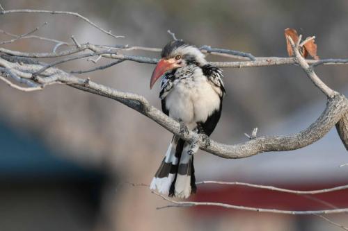 Calao d'Afrique du Sud