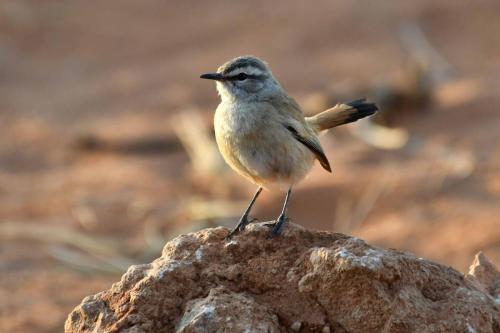 Agrobate du Kalahari