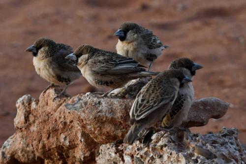 Républicains sociaux