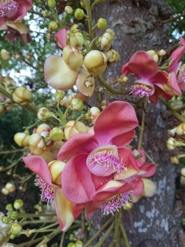 Couroupita guianensis (arbre boulet de canon)