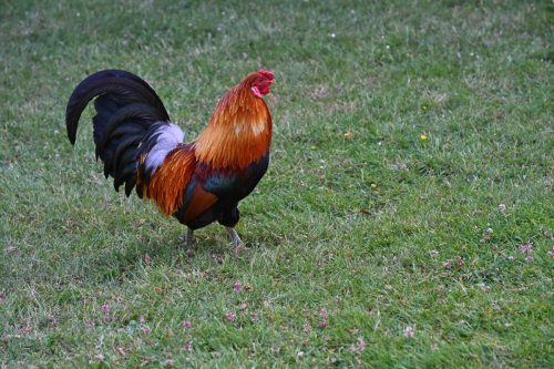 Roubaix - Coq dans le square Pierre Catteau