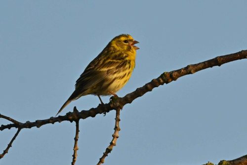 Serin cini