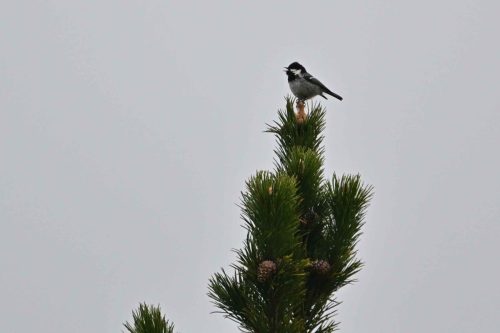 Mésange noire