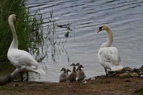 Cygnes tuberculés