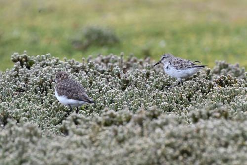 Bécasseau de Bonaparte