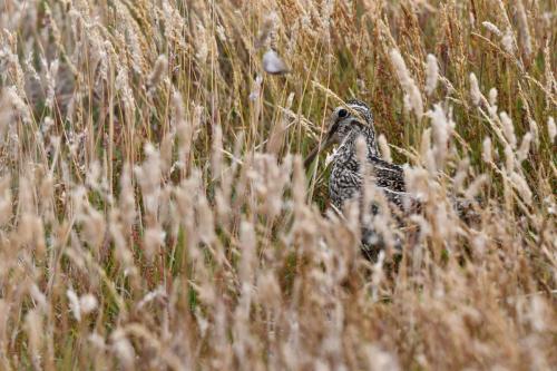 Bécassine de Magellan