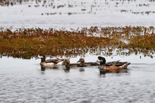 Canards de Chiloé