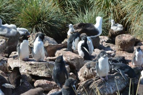 Albatros à sourcils noirs et Gorfous sauteurs
