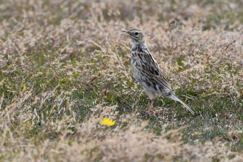 Pipit correndera