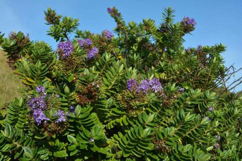 Boxwood (Hebe elliptica)