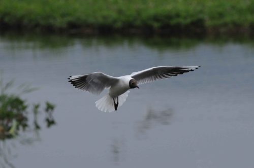 Mouette rieuse