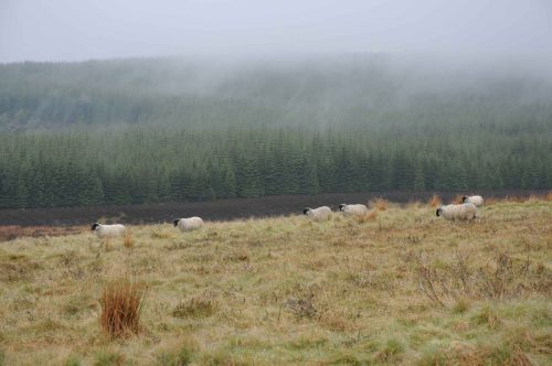 La lande du Glen Isla sous la pluie