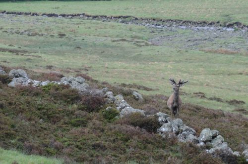 Un cerf isolé sur la lande du Glen Muick