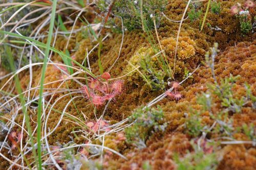 Droseras (plantes carnivores)