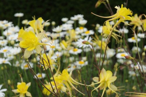 Jardins du domaine de Culzean