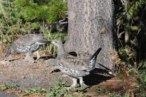 Blue grouse