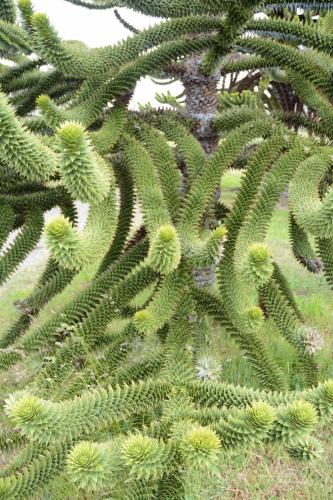 Araucaria