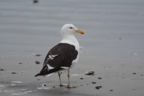 Goéland dominicain 