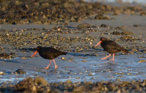 Huîtriers variables 