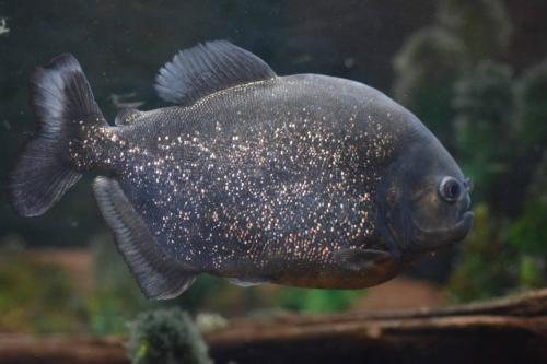 Piranha 