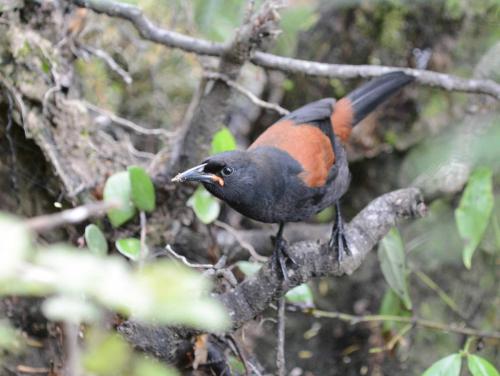 Créadion rounoir (Saddleback) 