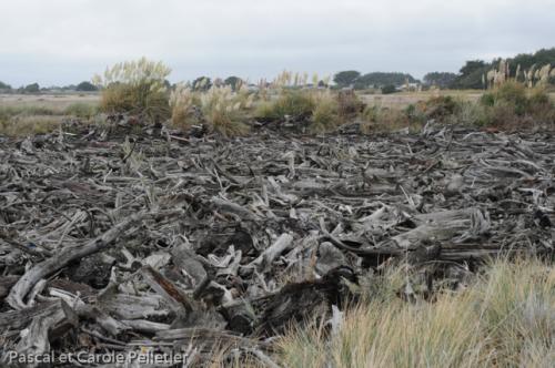 Estuaire de la rivière Rangitikei 
