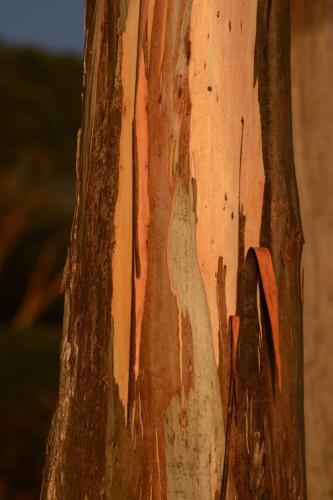 Ecorce d'un eucalyptus