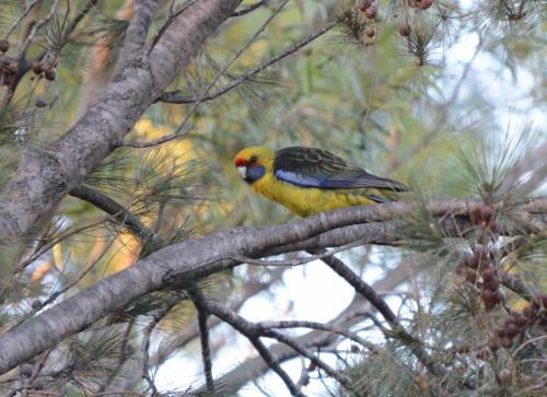 Perruche à ventre jaune