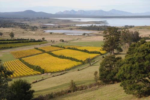 Vignes automnales avec le parc national de Freycinet au loin