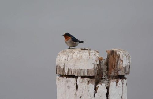 Hirondelle messagère