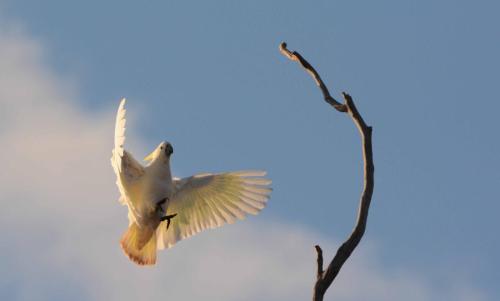 Cacatoès à huppe jaune
