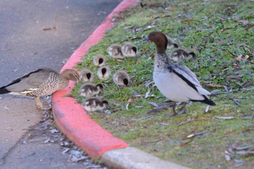 Famille de Canards à crinière