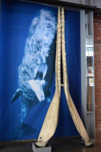 Machoire inférieure de cachalot