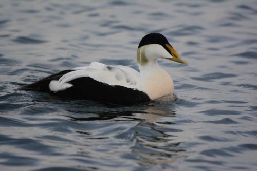 Eider à duvet