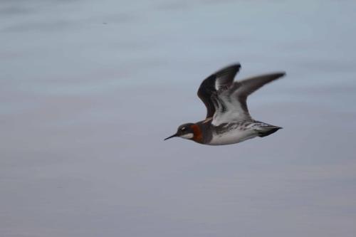 Phalarope à bec étroit