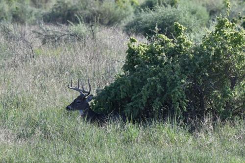 Cerf à queue blanche
