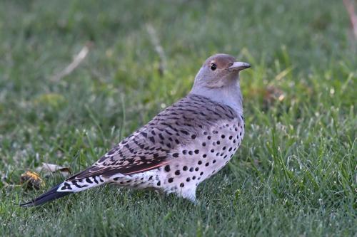 Pic flamboyant de l'Ouest