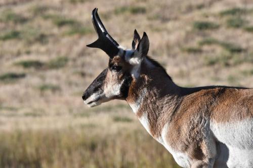 Pronghorn