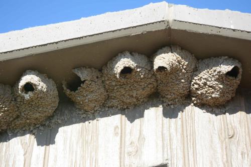 Nids d'Hirondelles à front blanc