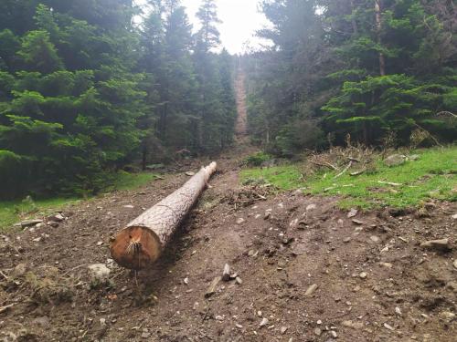 Débardage par câble mât