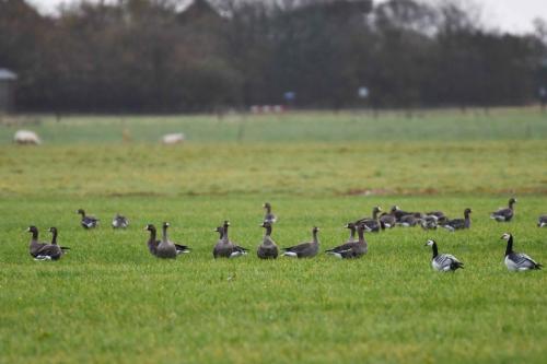 Oies rieuses et bernaches nonnettes