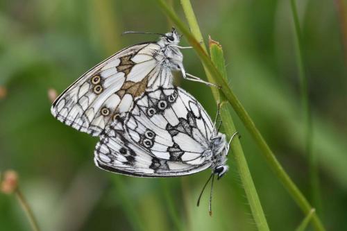 Accouplement de Demi-deuil