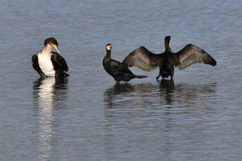 Grands cormorans