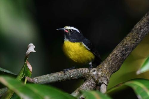 Sucrier à ventre jaune