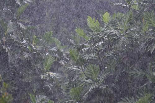 Pluie tropicale